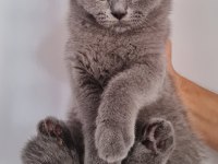 British shorthair yavrular 3,5 aylık