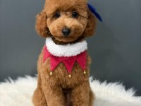 7 aylık erkek poodle