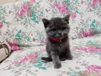2 aylık erkek british shorthair