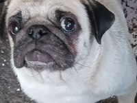 Dişi safkan pug mobs