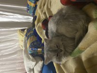 Scottish fold oscar için yuva arıyoruz
