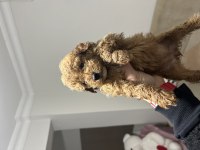 Yavru Toy Poodle