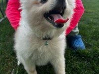 Pomeranian boo 9 aylık erkek