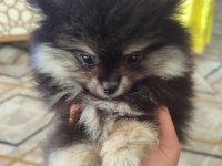 Pomeranian Boo Köpeği