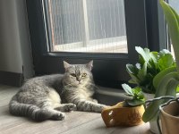 British shorthair yavrumuza yeni bir aile arıyoruz