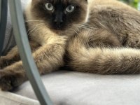 22 haziran doğumlu erkek british shorthair yavru