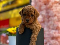 Safkan toy poodle yavrularım
