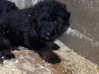 Orjinal alman kurdu yavruları