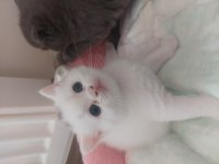 25 günlük yavru sahiplendirilecek british shorthair