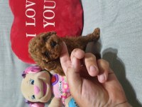 Kaliteli ve sağlık garantili poodle yavrular