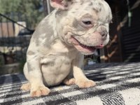 French bulldog köpeği