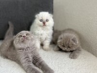 Show Class Scottish Fold Prensesler