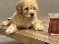 Orijinal Poodle yavrular