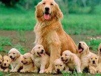 Golden retriever çok şeker yavrular