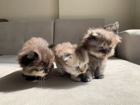 1 Aylık Scottish Fold Shorthair 3 Erkek Yavru