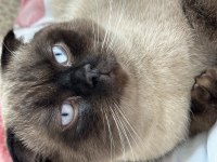 Scottish fold kedimiz