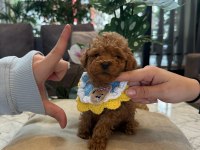 Micro teacup poodle bebeğim