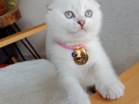 Ns1133 Sağlıklı mavi gözlü scottish fold dişimiz