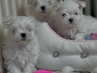 Maltese puppies 1 kg