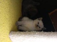 British longhair erkek dişi blue point