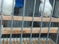 Albino Takım Muhabbet Kuşu Beyaz