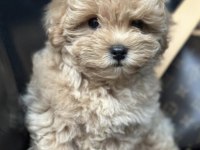Maltipoo Safk Irk
