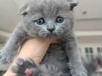 Scottish fold dişi