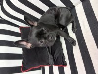 French bulldog 6 aylık kraliçe tam oyuncu