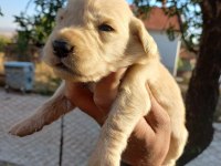 Baby face golden retriever bebeklerimiz