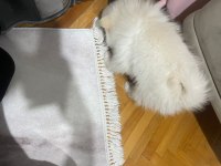 Yeni yuvasını arıyor spitz