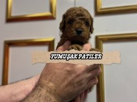 Sevimli Irk Toy Poodle