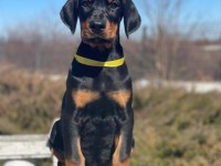 Estetikli ve estetiksiz safkan doberman yavrularımız