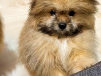 AYICIK SURAT POMERANİAN BOO