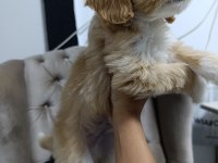 Sevimli maltipoo bebekler