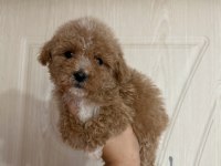 Herkes poodle sahibi olsun diye