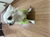 FCİ KİF ŞECERELİ ÖDÜLLÜ ERKEK CHİHUAHUA