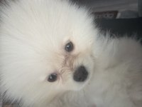 Uslu zeki pomeranian boo dünyalar tatlısı yavrumuz