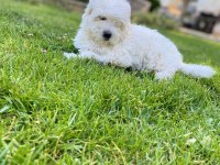 Ev Ortamına Uyumlu Dişi Maltese Terrier Yavrumuz