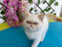 Exotic shorthair 2,5 aylık kedimiz