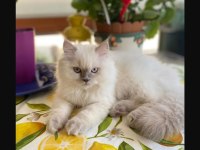 Yetişkin dişi british shorthair kısır değildir