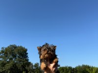 Yorkshire Terrier Teacup Bebekler