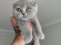 Scottish fold yavrular