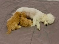 Minik köpeklerim