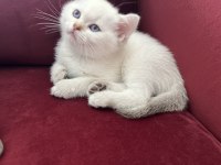 Safkan bebeklerim british shorthair