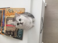 Evden Show Kalite British Shorthair Yavrular