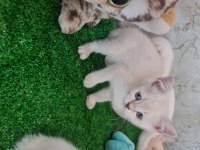 Pamuk çocuk kedilerim