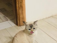 British shorthair kedisi