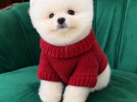 Pomeranian Teddy Bear
