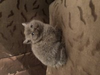 British shorthair bir aylık
