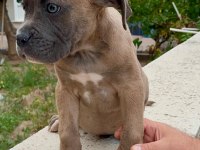 KIF - FCI SCR li Anne ve Babadan Cane Corso yavruları